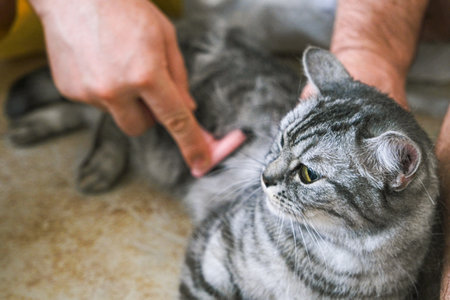 A cat laying on a pile of white cat hair. The cat is laying on the pile of hair and he is enjoying itselfの写真素材