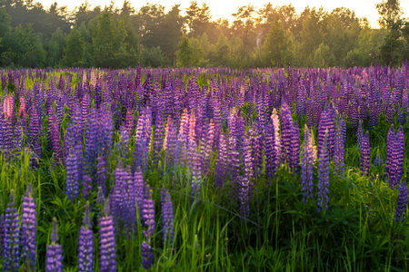 A vast field of purple flowers, with the sun shining brightly on them. The flowers are scattered throughout the field, creating a beautiful and serene landscape. The colors of the flowers are vibrantの写真素材