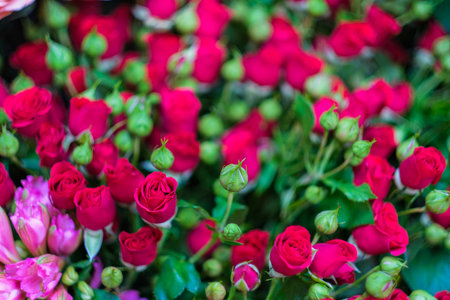 A bunch of red roses are in a vase. The roses are in various stages of bloom, with some fully open...