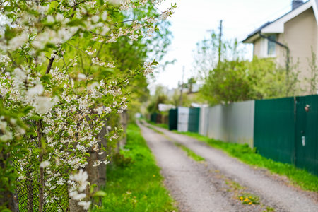 moscow, russia, 05/10/2025 A road with a fence on the side and a tree with white flowers. The road...