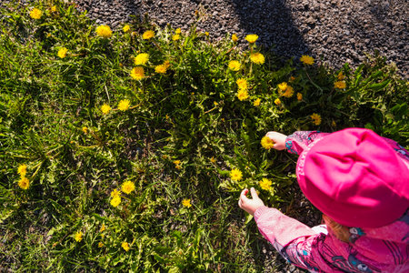 A young girl is picking flowers in a field. The flowers are yellow and the girl is wearing a pink hatの写真素材
