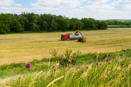 A ranch worker moving bales of hay with a farm tractor on a ranch. High quality photo