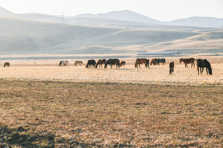 Horses grazing in a dry field. A herd of horses eating grass in the rural countryside with mountains in the background. Farm animal.の写真素材