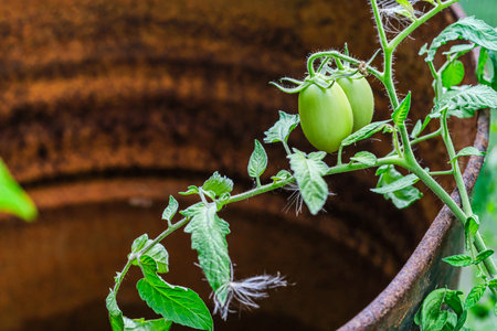 Moscow, Russia, 08/18/2025 Green unripe tomatoes growing on a plant vine with a rusty metal barrel background. Organic farming and garden fresh produce concept.の写真素材