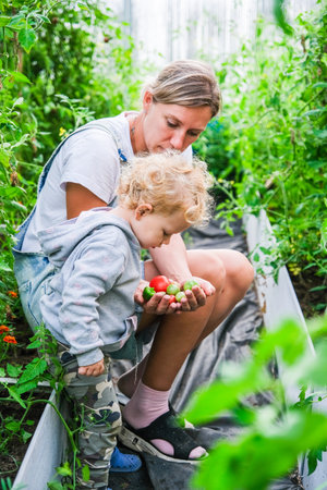 Mother and child harvesting together in greenhouseの写真素材