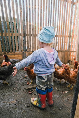 Little girl in chicken coop looking at chickensの写真素材