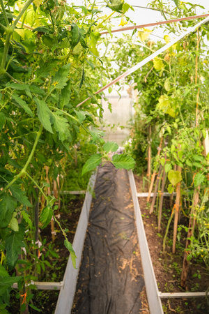 Lush green plant life thriving inside a greenhouse with natural light, showing growth and cultivation. Agriculture and farming concept for fresh produce.の写真素材