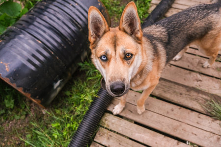 Dog with captivating heterochromia eyes looking directly at camera, standing on wooden deck with green grass. Cute animal portrait.の写真素材