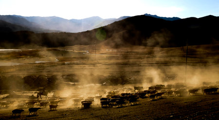 Herd of sheep and cows grazing in a farmの写真素材