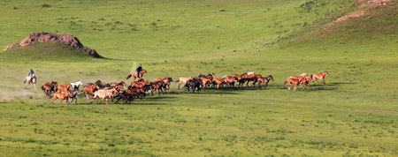 Large group of horses gallopingの写真素材