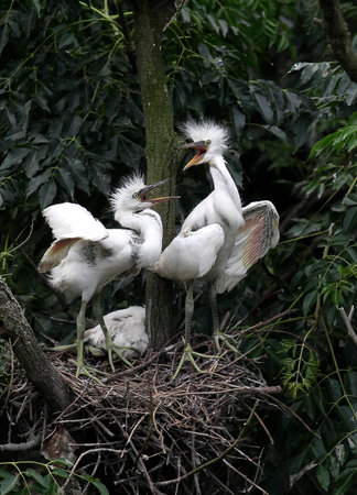Three birds in their nest on treeの写真素材