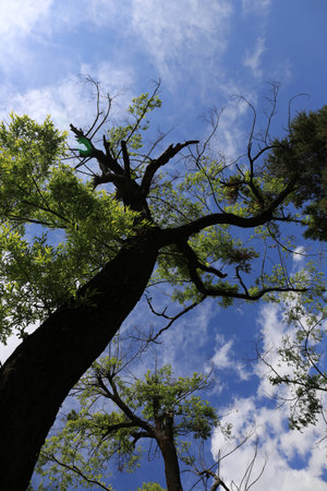 Low angle view of big trees over blue skyの写真素材