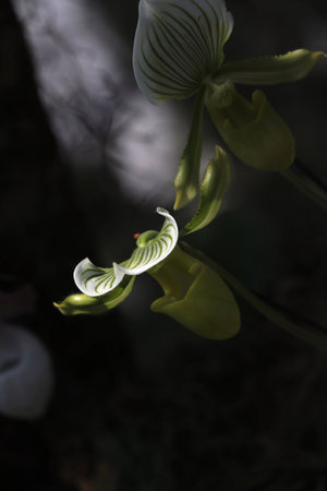 Orchid flowers in gardenの写真素材