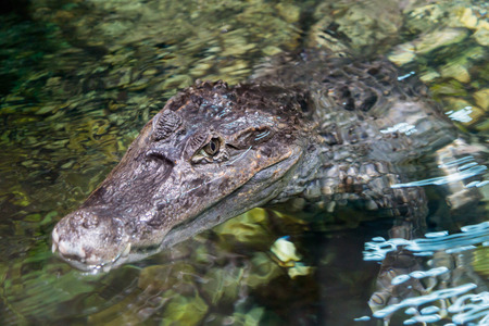 The alligator in the pond, Caiman crocodilusの写真素材