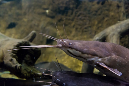 Catfish clarias (clarius) marble in their natural habitat. Clarias gariepinusの写真素材