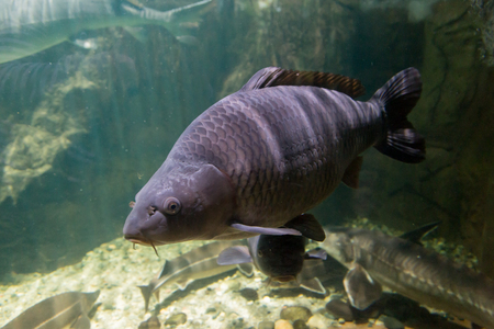 Freshwater fish of the carp in the environment. Cyprinus carpioの写真素材