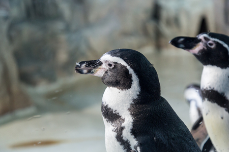 Humboldt penguin, Peruvian penguin. Spheniscus humboldtiの写真素材