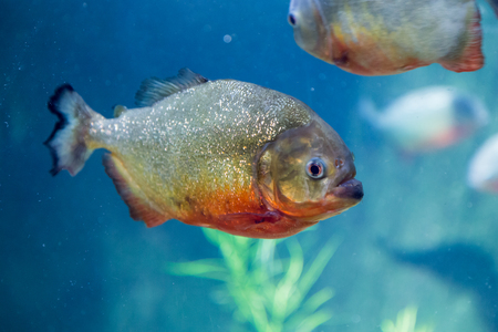 Piranha in the aquarium. Pygocentrus nattereri. Serrasalminae. Characidae. Serrasalmidae. Serrasalmus nattereriの写真素材