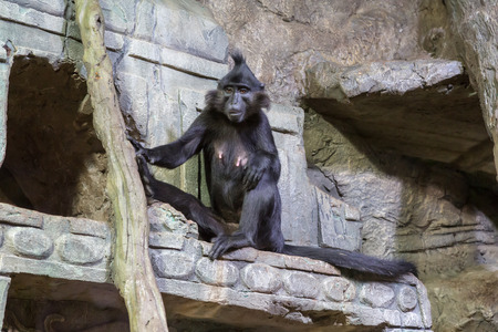 The female black mangabey, Cercocebus aterrimus, Lophocebus aterrimusの写真素材