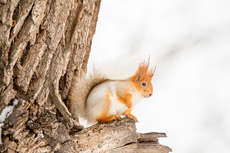 Squirrel sitting on an old tree. Winter day. Sciurus vulgarisの写真素材