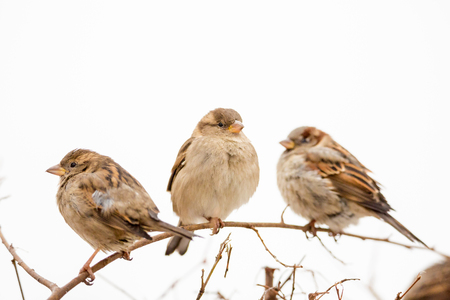 Three sparrows on a branchの写真素材