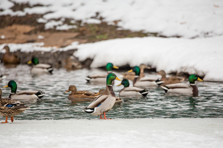 Wild duck winter in the city Park. Mallardの写真素材