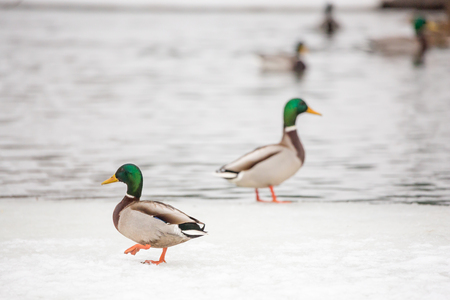 Wild duck winter in the city Park. Mallardの写真素材