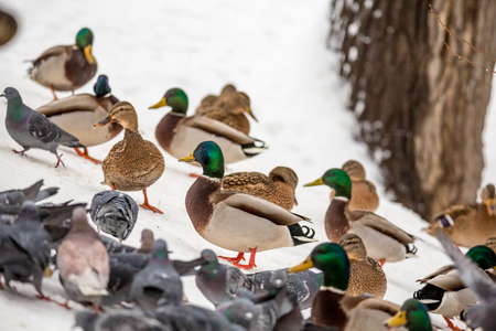 Wild ducks and pigeons in a city Park in winterの写真素材