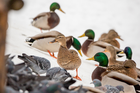 Wild ducks and pigeons in a city Park in winterの写真素材
