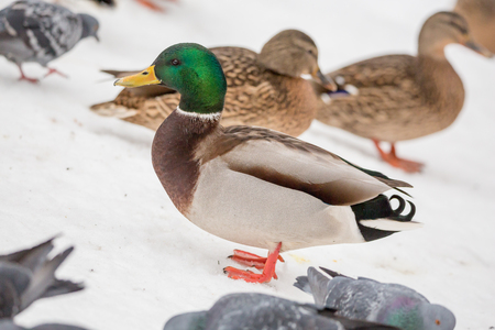 Wild duck winter in the city Park. Mallardの写真素材