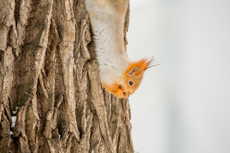 Squirrel eating on the trunk of an old tree. Winter day. Sciurus vulgaris.の写真素材
