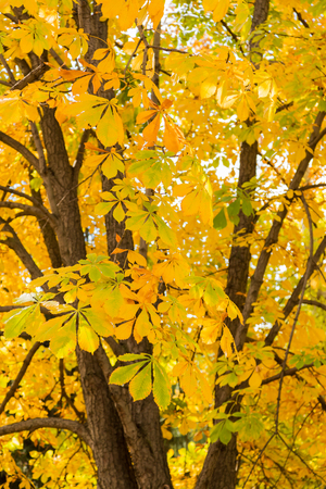 Yellow leaves on the chestnutの写真素材