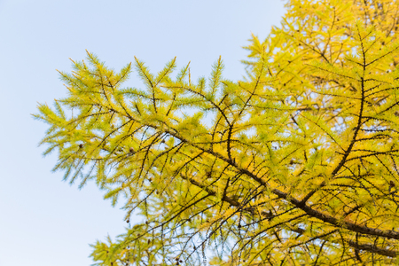 The branches of a larch tree in autumn against a blue skyの写真素材