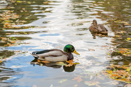 Ducks in the pond in the autumn city Park in autumn, fallen yellow leavesの写真素材