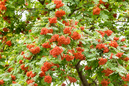 Ripe Rowan berries on a treeの写真素材