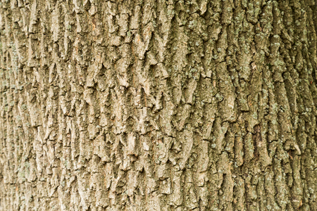 The trunk and bark of an old treeの写真素材
