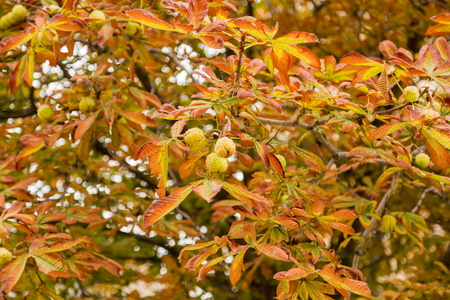 Horse chestnut in autumn in the city Park, withered leaves and fruitsの写真素材