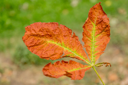 A dying autumn leaf on blurred backgroundの写真素材