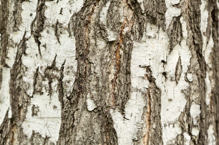 The bark of the birch tree, texture, backgroundの写真素材