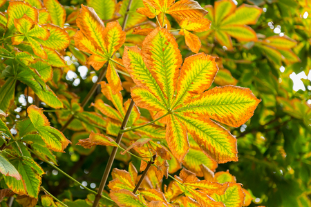 Yellowing autumn leaves on the chestnutの写真素材