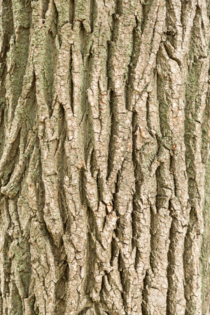 The trunk and bark of an adult tree, background, textureの写真素材