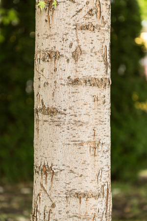 The trunk of the tree on blurred backgroundの写真素材