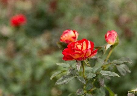 Autumn, withering rose bushesの写真素材