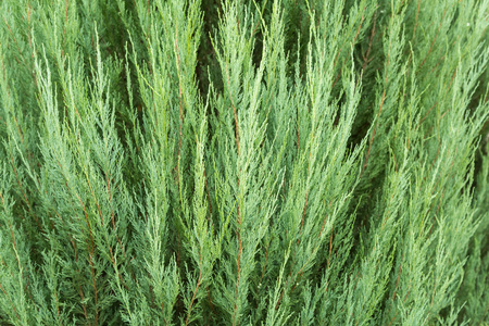 Evergreen needles arborvitae, texture, backgroundの写真素材