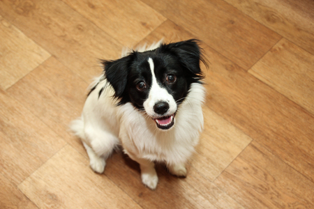 Mongrel dog sitting on brown laminate. Looking at the cameraの写真素材