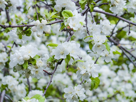 Branches of a blossoming Apple tree.の写真素材