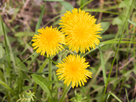 Flowering dandelions in may.の写真素材