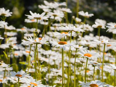Daisies bloom in the summer garden. White-yellow flowers.の写真素材