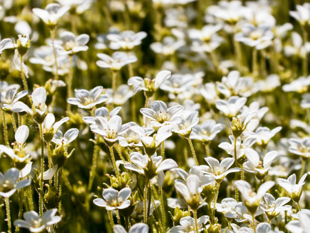 Flowering saxifrage. Small white flowers in the flowerbed.の写真素材