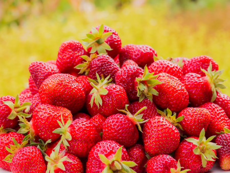 The harvest of the strawberry. Lots of red berries. Blurred green and yellow backgroundの写真素材